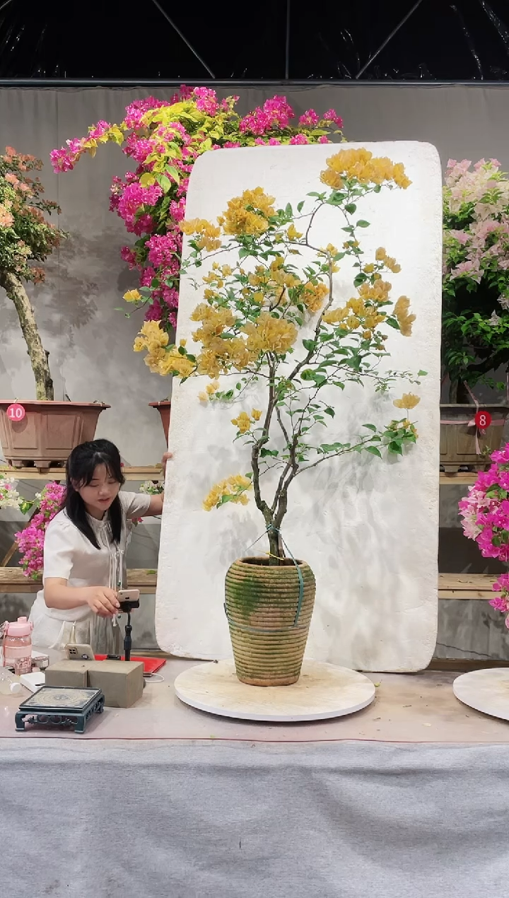 【闪购商品】盆景三角梅