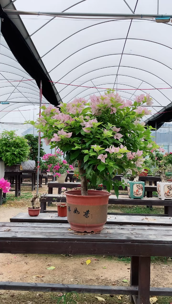 【闪购商品】盆景粉天使三角梅