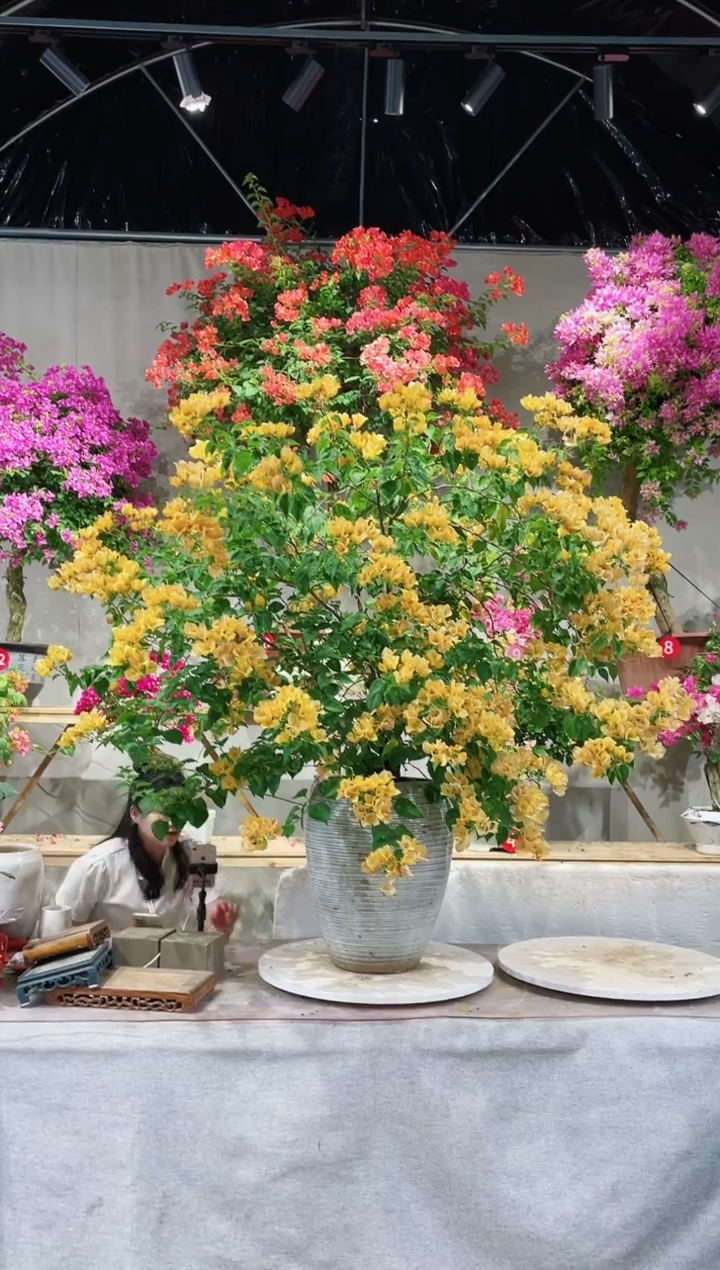 【闪购商品】盆景三角梅