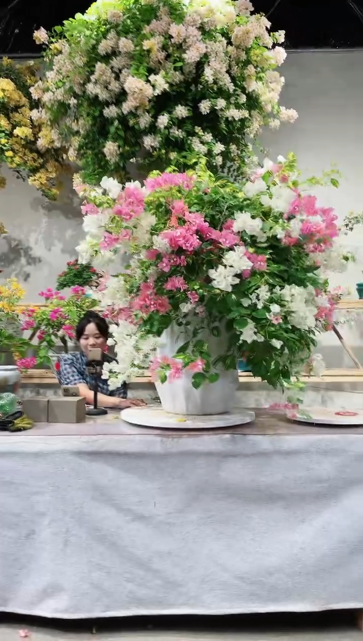 【闪购商品】盆景金心橙白三角梅