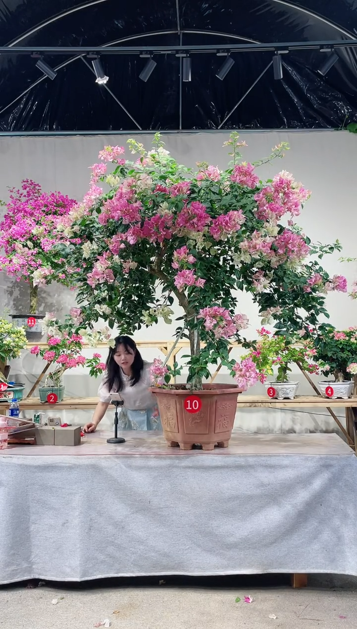 【闪购商品】盆景末代皇帝三角梅