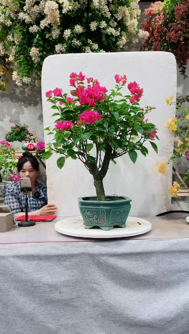 【闪购商品】盆景同安红三角梅