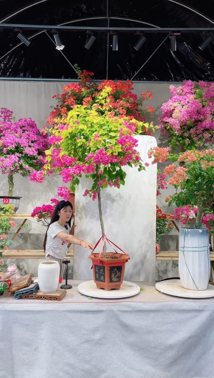 【闪购商品】盆景三角梅