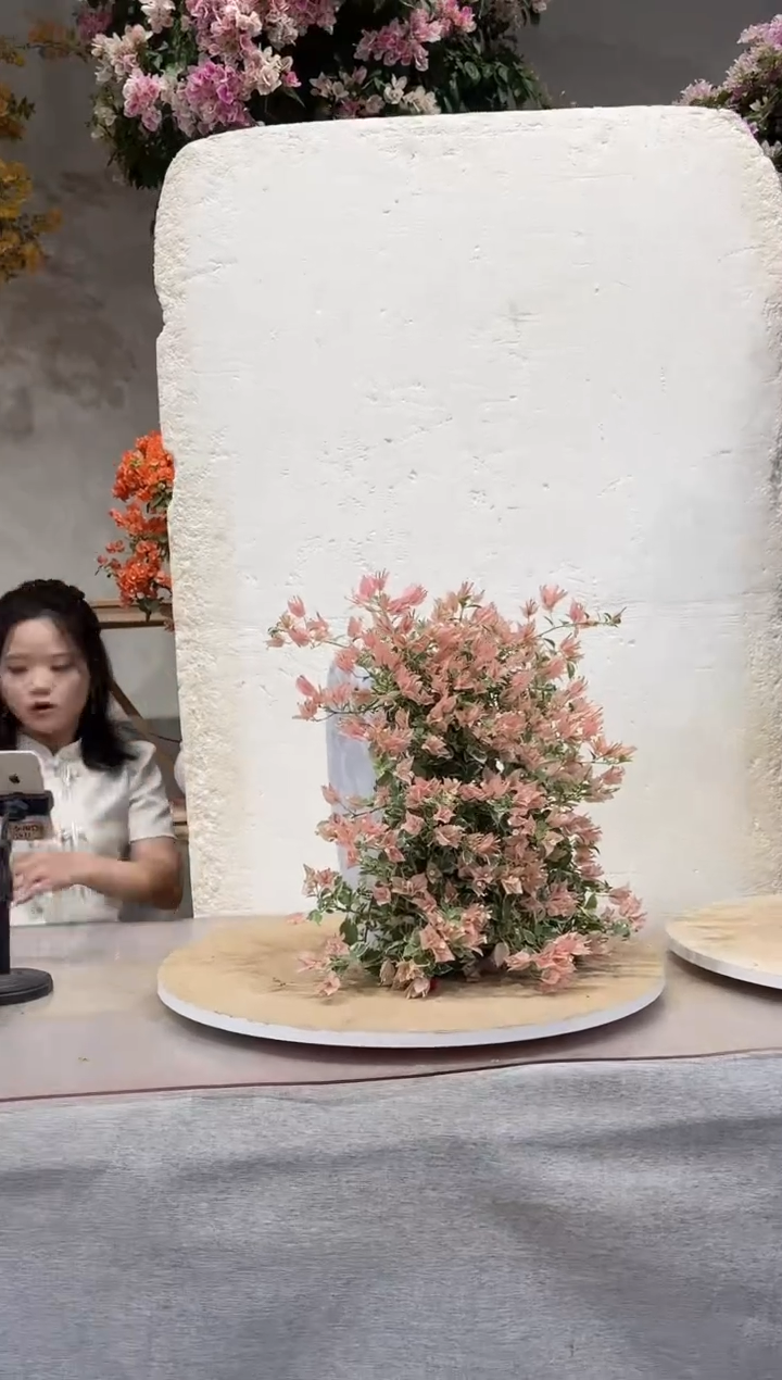 【闪购商品】盆景少女心三角梅