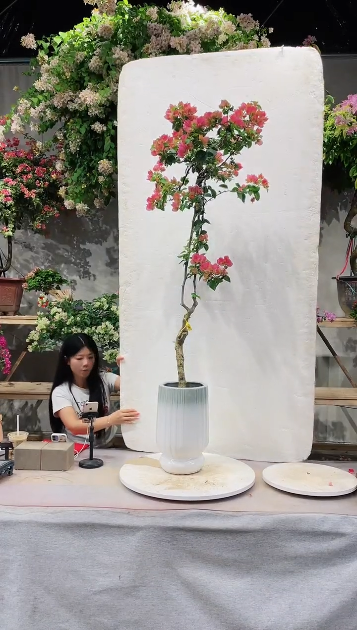 【闪购商品】盆景甜西瓜三角梅