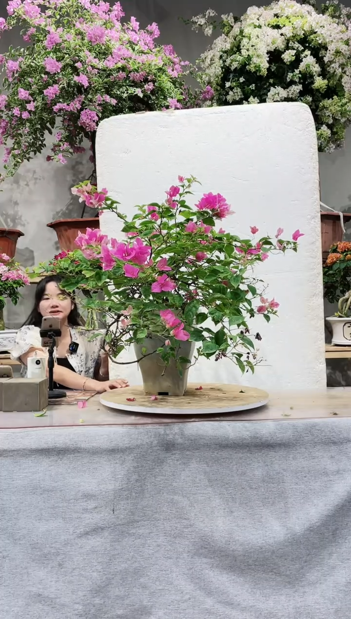 【闪购商品】盆景漳红樱三角梅