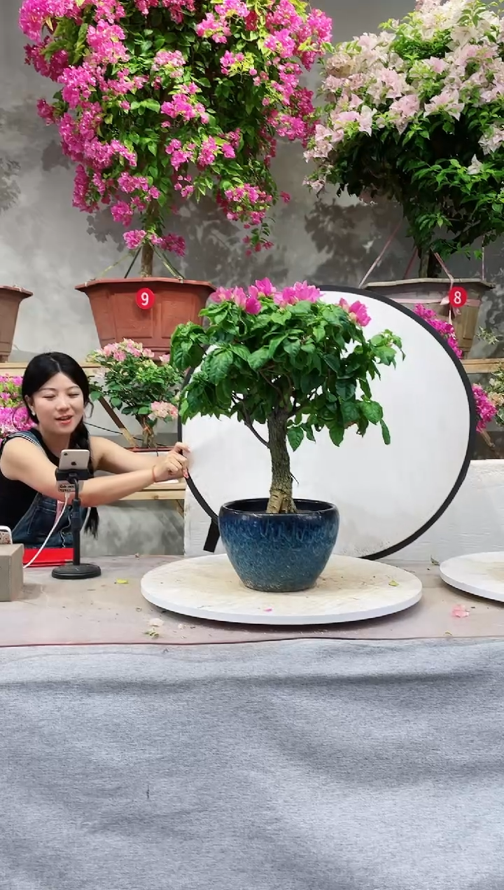 【闪购商品】盆景三角梅