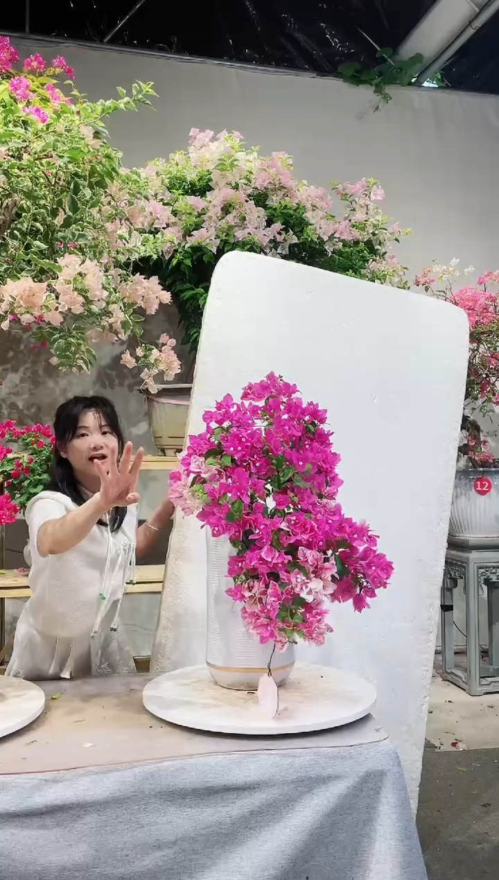 【闪购商品】盆景漳红樱三角梅