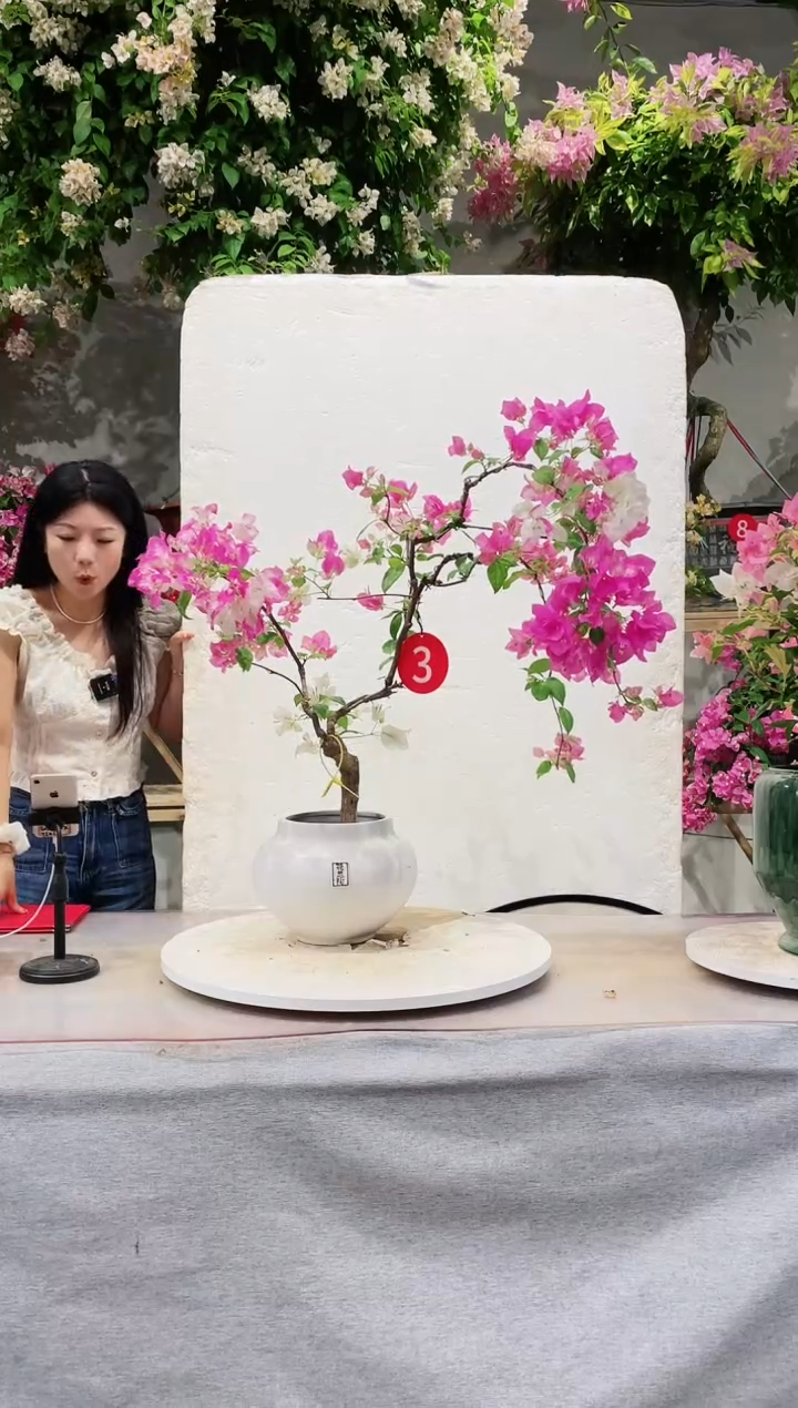 【闪购商品】盆景椰子冰三角梅