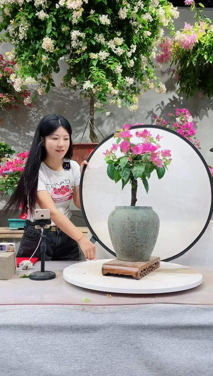 【闪购商品】盆景漳红樱三角梅