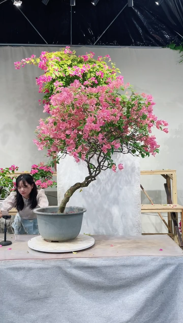【闪购商品】盆景橙粉三角梅