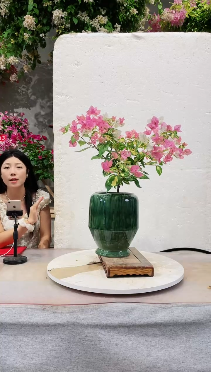 【闪购商品】盆景金心橙白三角梅