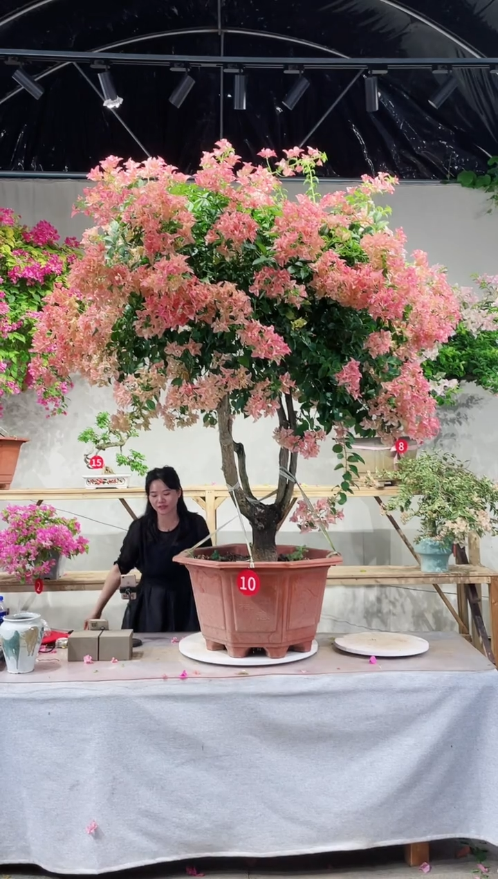 【闪购商品】盆景卡亚塔三角梅