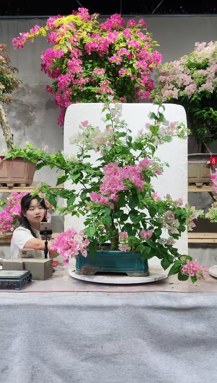 【闪购商品】盆景广红樱三角梅