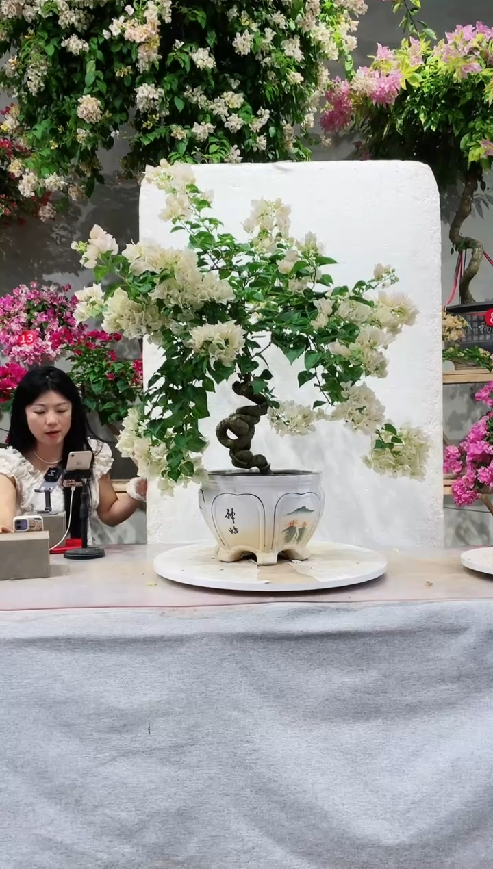 【闪购商品】盆景丽人三角梅