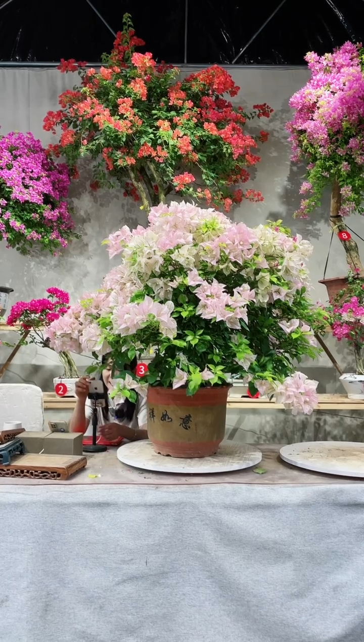 【闪购商品】盆景三角梅