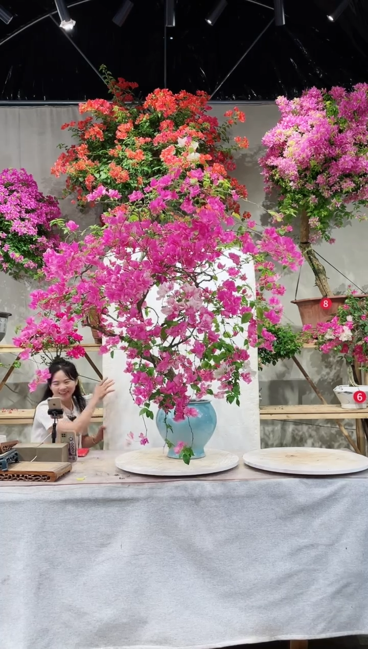 【闪购商品】盆景漳红樱三角梅
