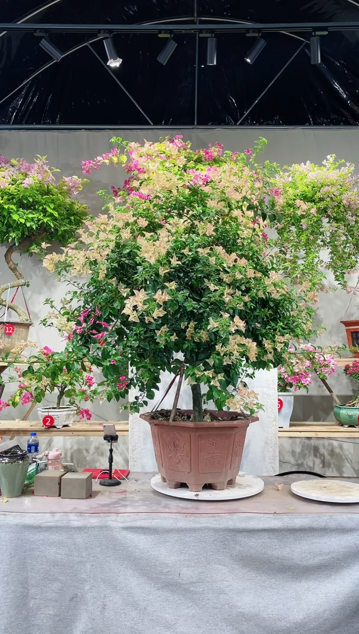 【闪购商品】盆景卡亚塔三角梅