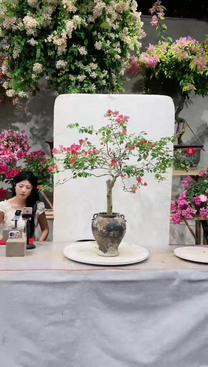 【闪购商品】盆景三角梅