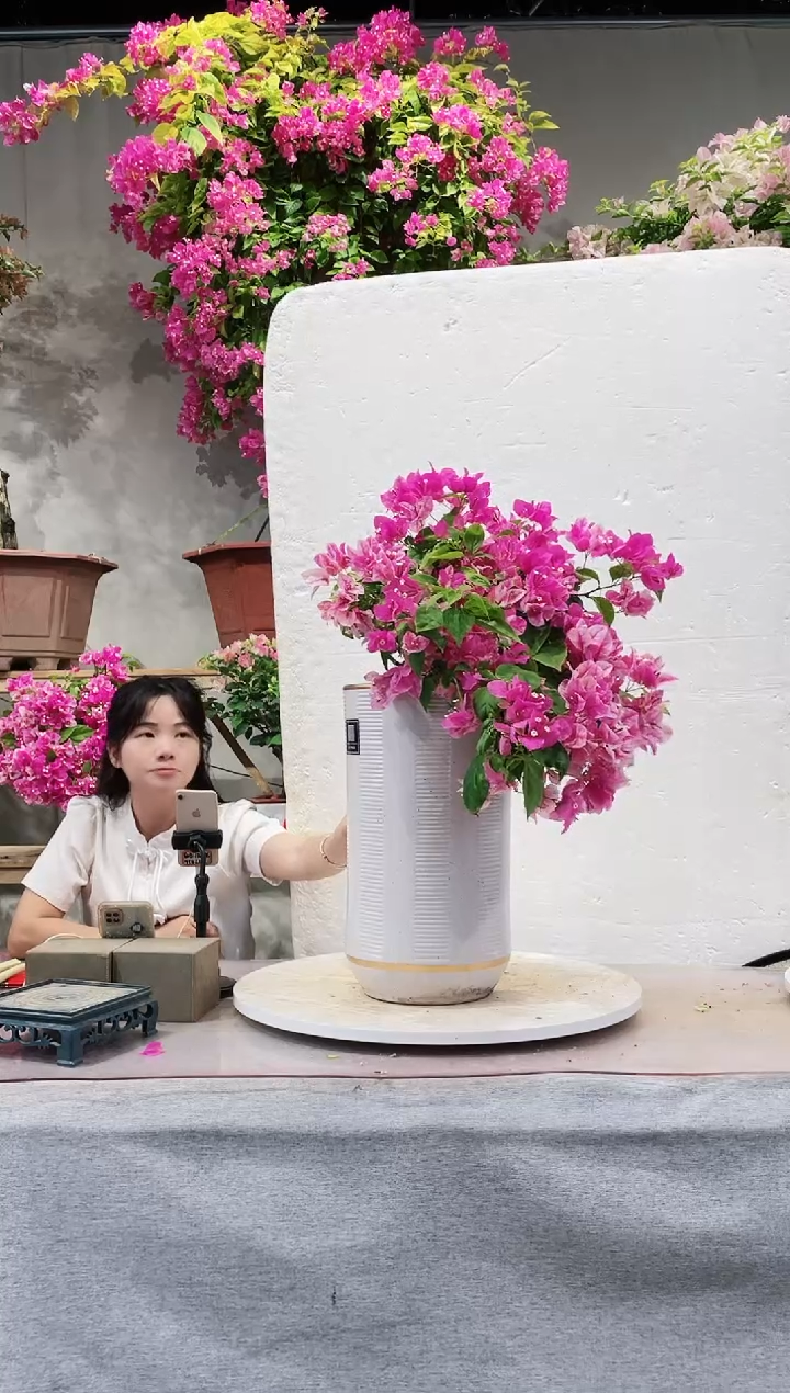 【闪购商品】盆景漳红樱三角梅