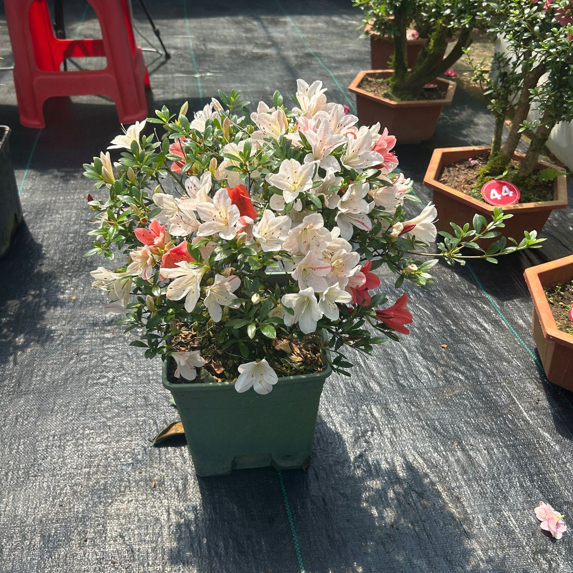 五彩夏娟一物一拍品种杜鹃杜鹃花紫薇花石楠花三角梅盆景迎春花