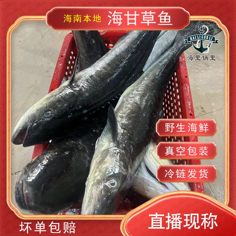 海南本港新鲜【海甘鱼】香煎，打边炉，直播现称