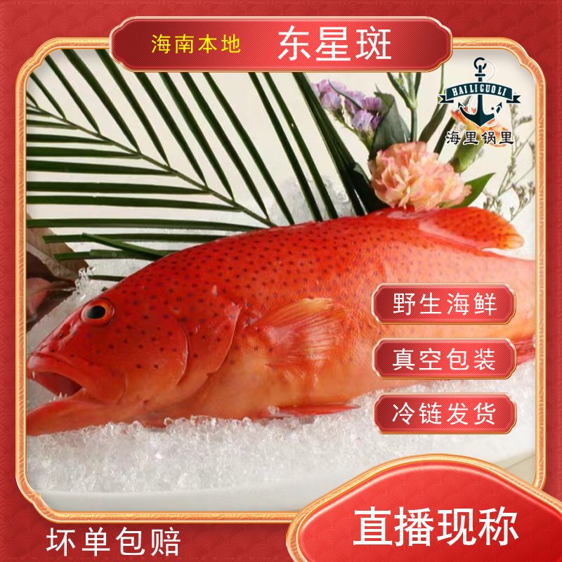 新鲜【东星斑鱼】刺身、清蒸，送礼佳品
