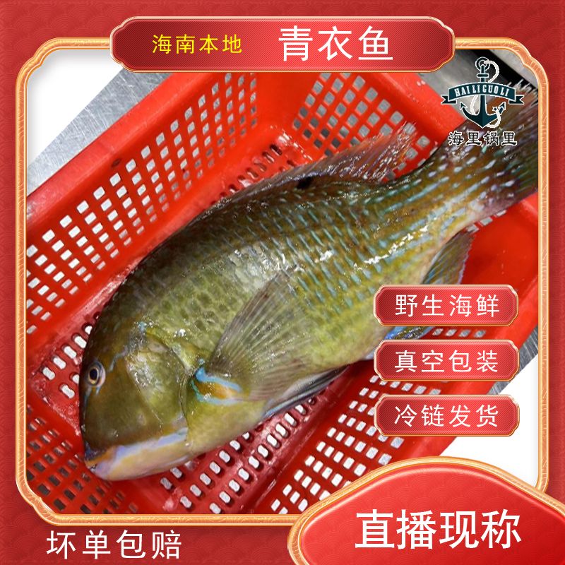 猪齿正【青衣鱼】现称现拍2