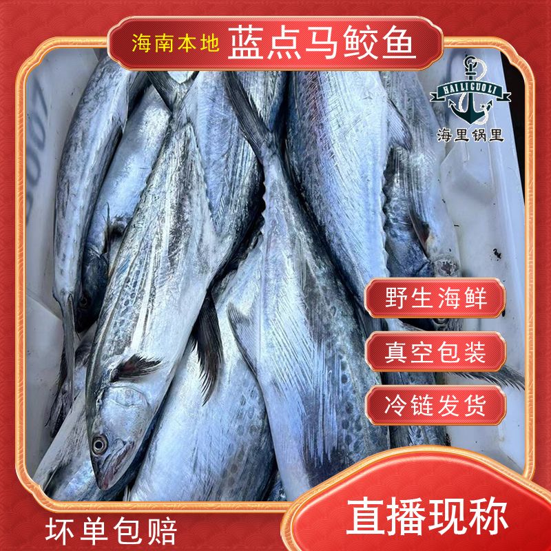 11斤深海野生新鲜【蓝点马鲛鱼】直播现秤，现拍