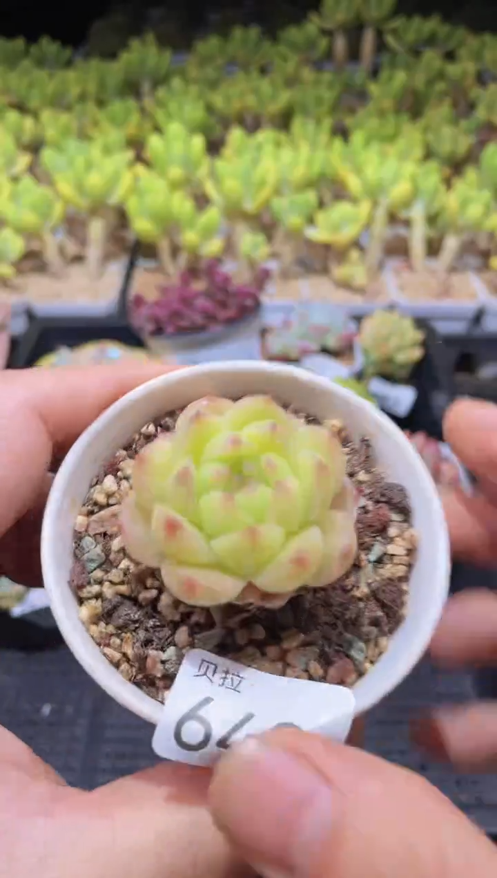 【闪购商品】643珍妮麦秆