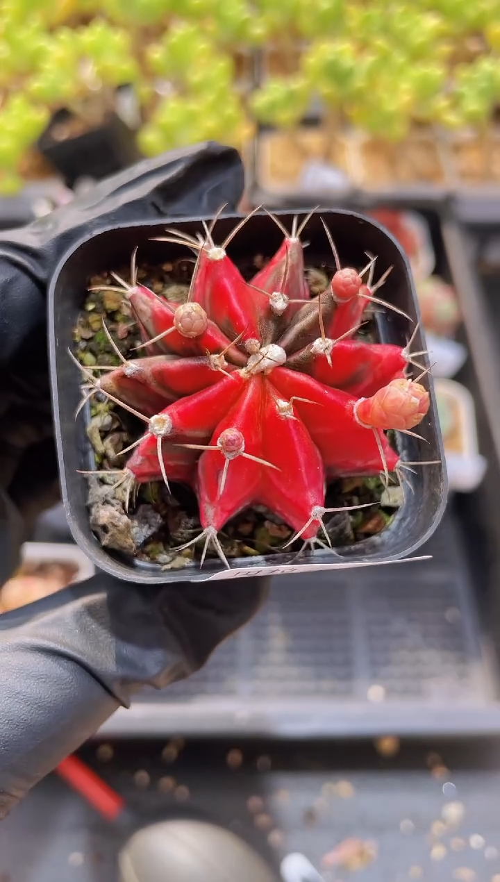【闪购商品】244肋骨牡丹锦