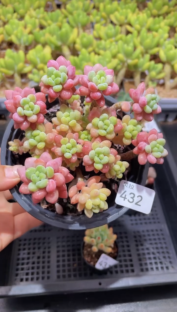 【闪购商品】432鱼子酱