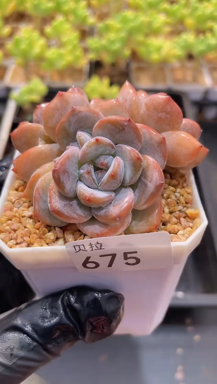 【闪购商品】675紫皮星影
