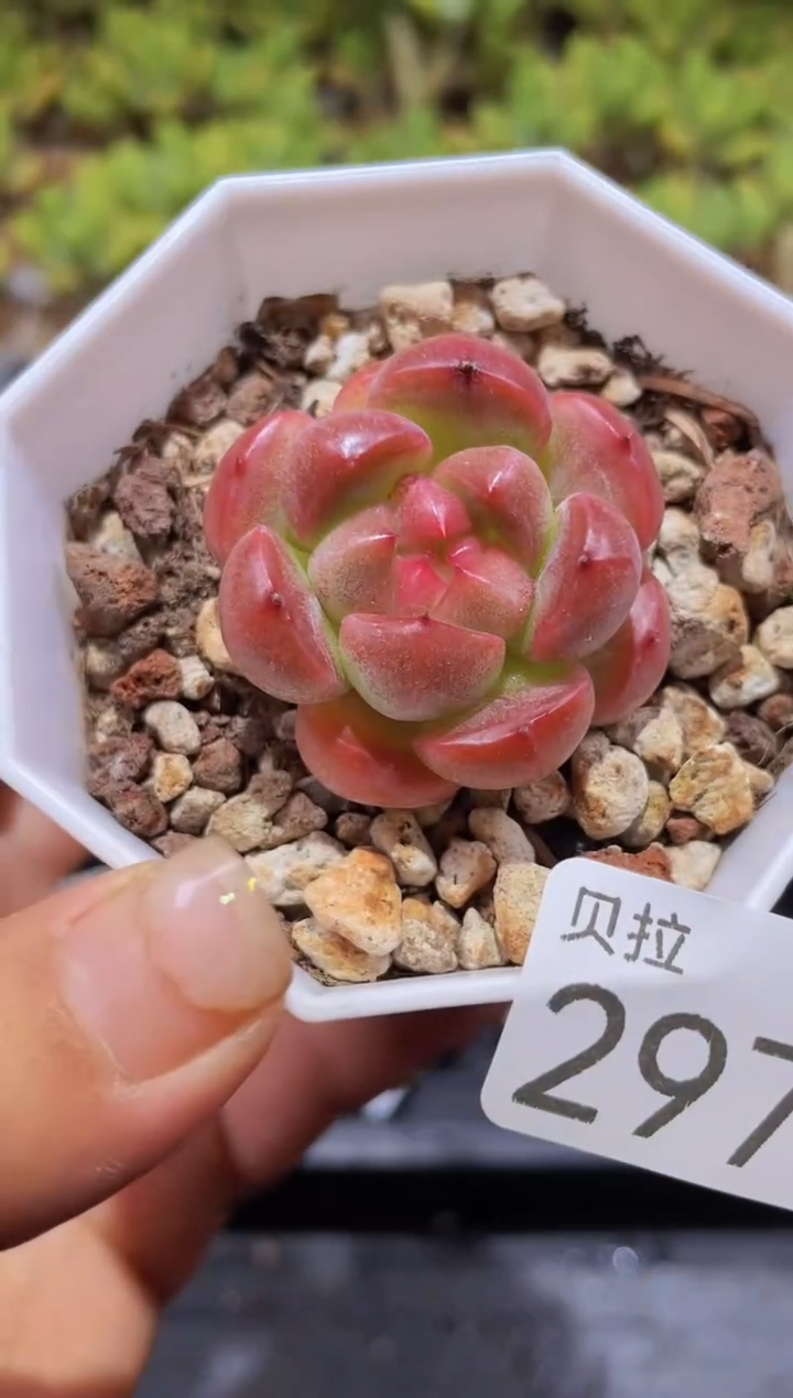 【闪购商品】297珍妮