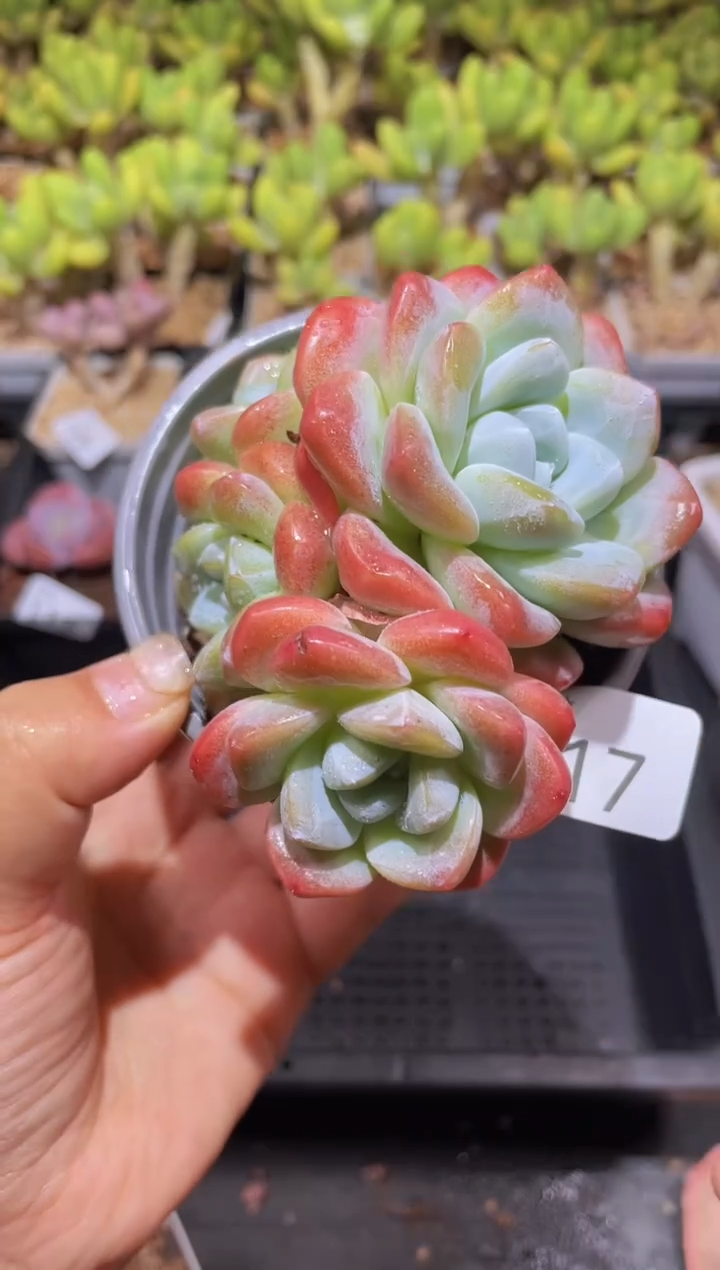 【闪购商品】117糖心冰玉带盆土发
