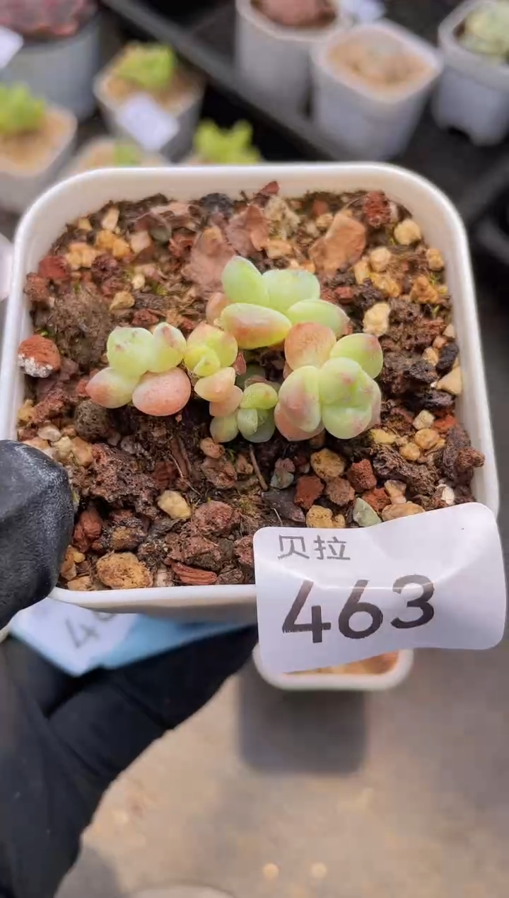 【闪购商品】463糖心冰玉
