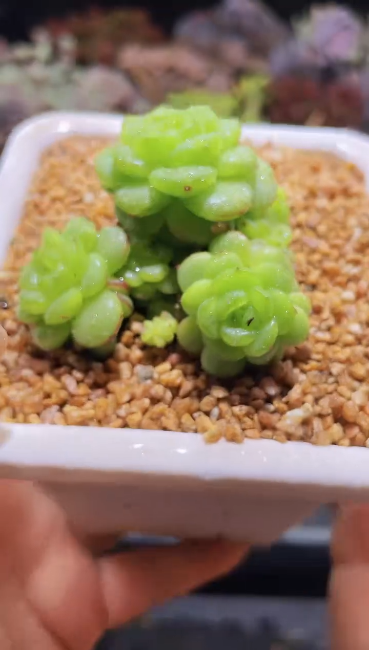 【闪购商品】210灯泡珍妮