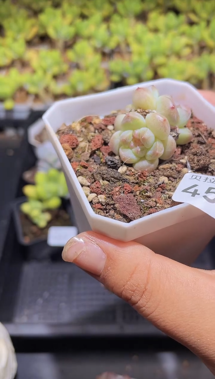 【闪购商品】458糖心冰魄