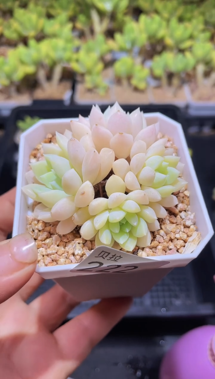 【闪购商品】222白月光