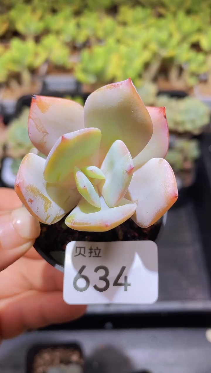 【闪购商品】634血凤