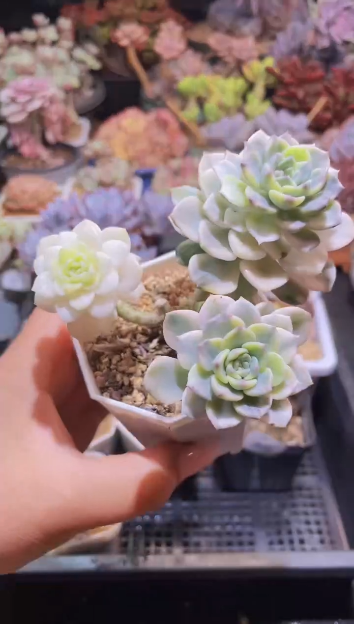 【闪购商品】608粉