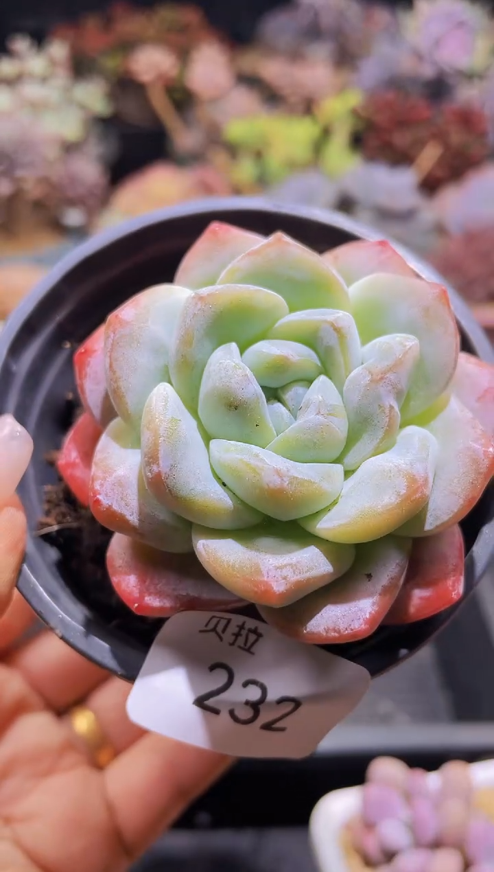 【闪购商品】232糖心冰玉