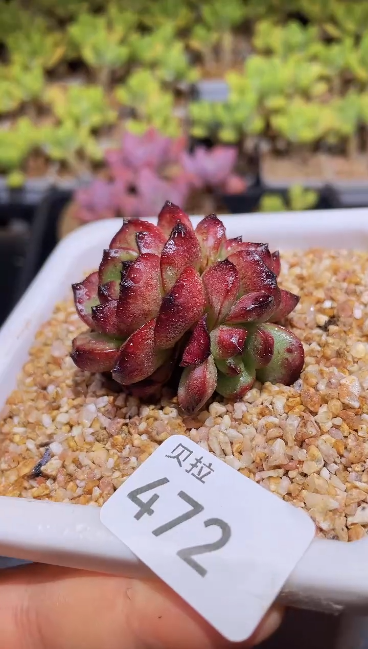 【闪购商品】472tm