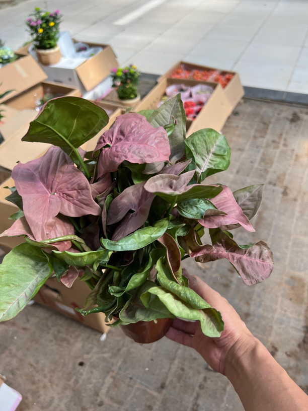 粉佳人 竹芋海芋盆栽 室内外植物 耐养懒人盆栽