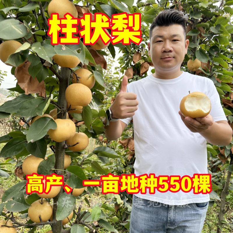 柱状梨金秋蜜梨晚熟梨树新品种树苗批发基地直发10月份成熟