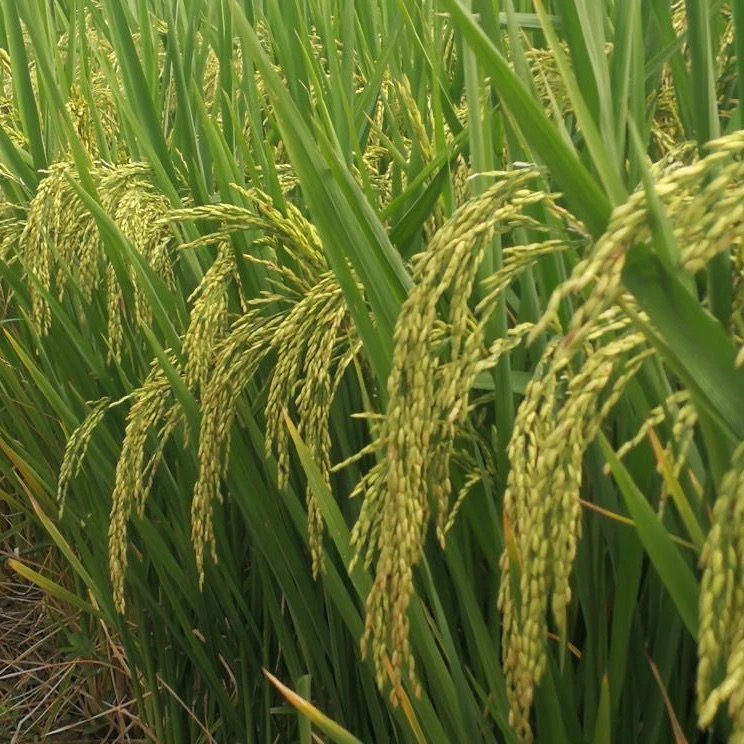 汉两优5712杂交稻二斤，易防除地里再生稻，赠磷酸二氢钾1公斤