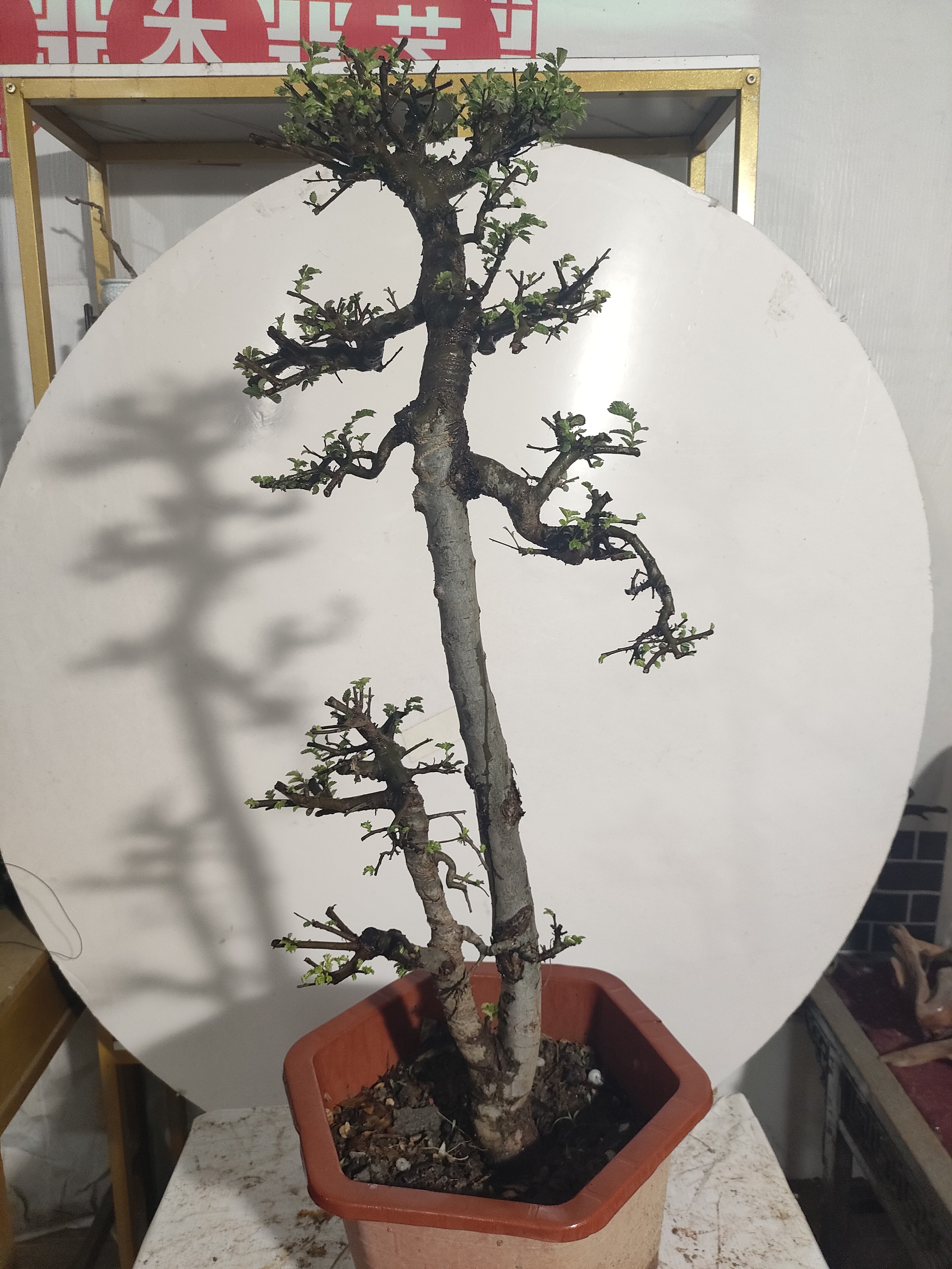 各种榔榆树桩盆景