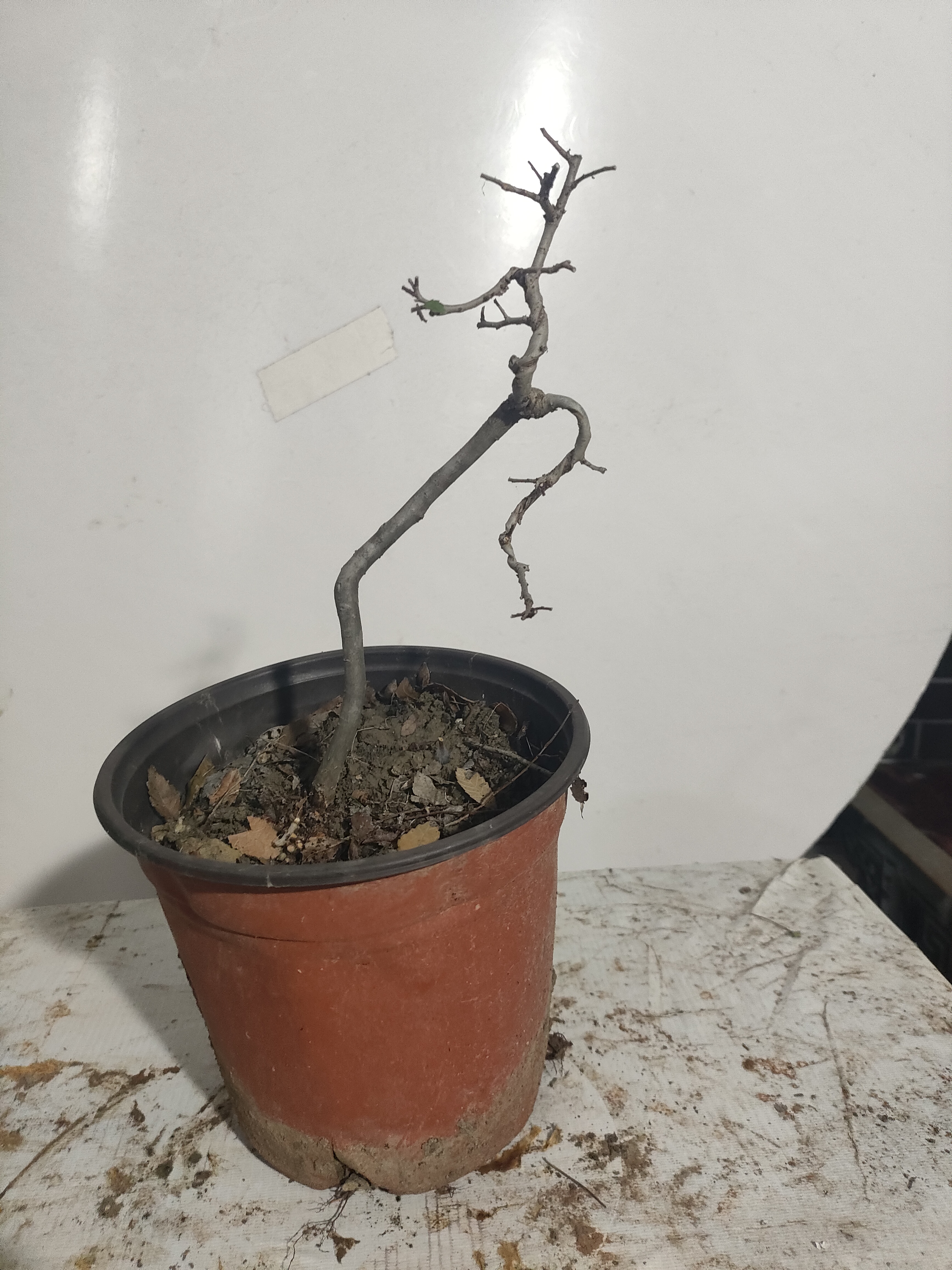 各种榔榆树桩盆景