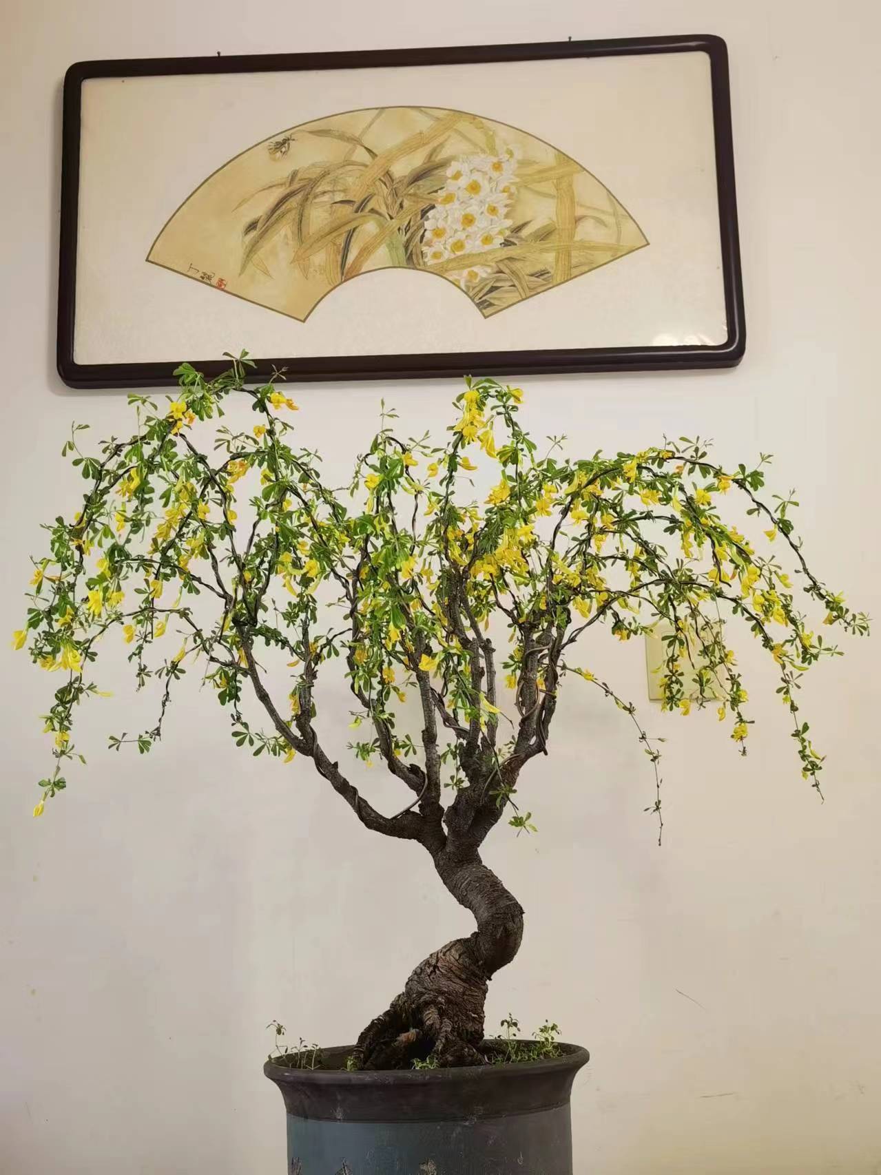 金雀盆景素材改价链接