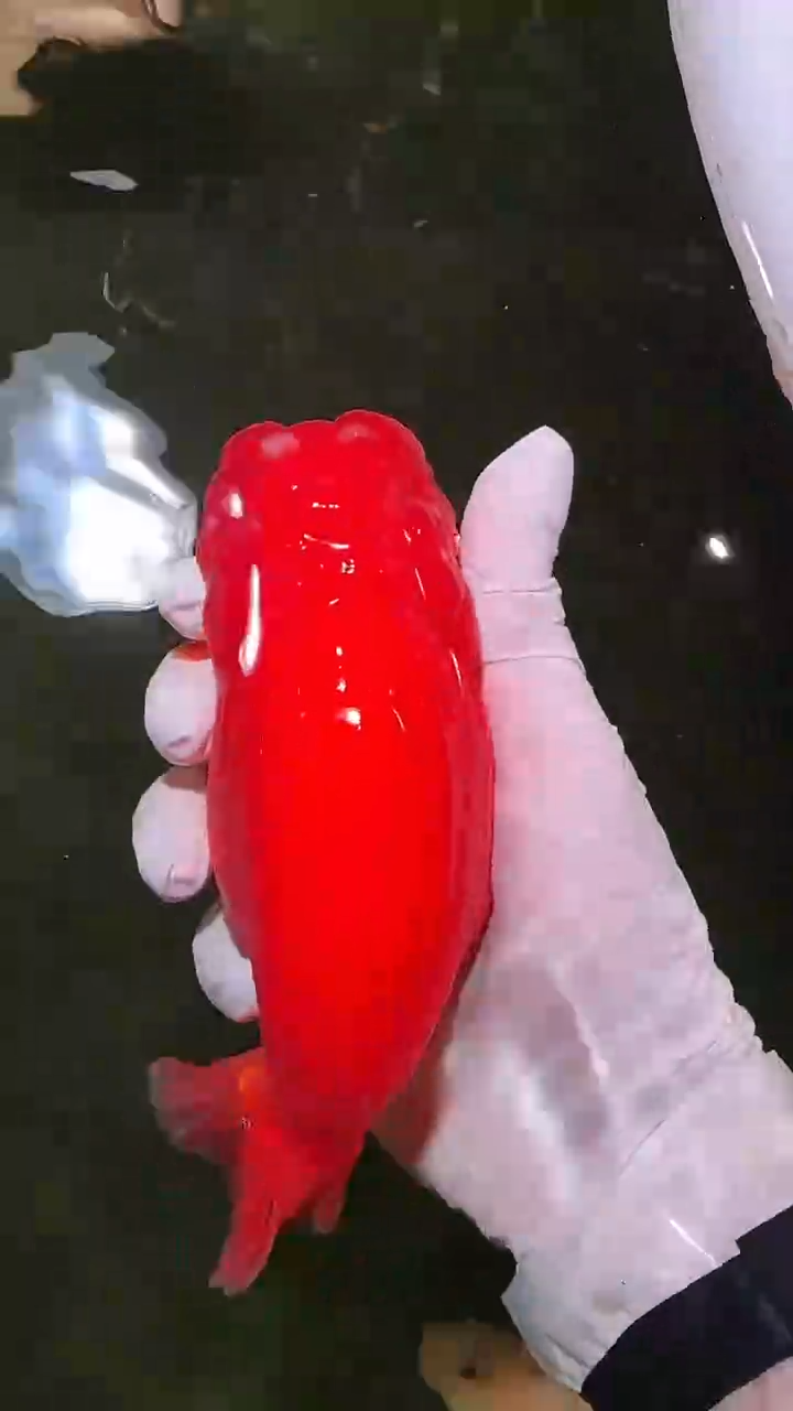 【闪购商品】金鱼金鱼类不分公母直播间告知兰寿